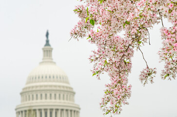 US Capitol and cherry blossoms during springtime - Washington dc united states