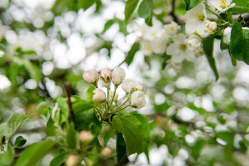 
Flowering in spring - flowers in green leaves