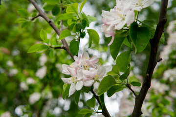 
Flowering in spring - flowers in green leaves
