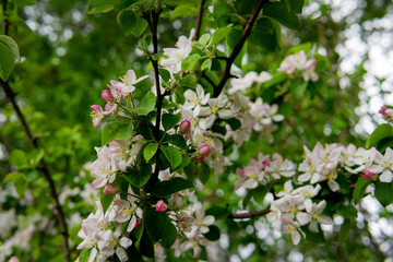 Blooming flowers - spring background with defocused
