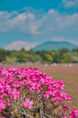 芝桜と夏富士