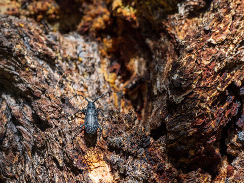 Natural background with a beetle. large black barbel beetle crawls along the brown bark of a tree in the forest. Close up, copy space.
