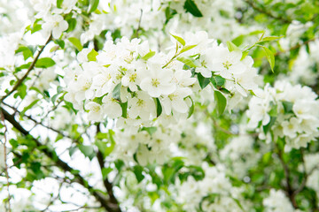 Blooming flowers - spring background with defocused