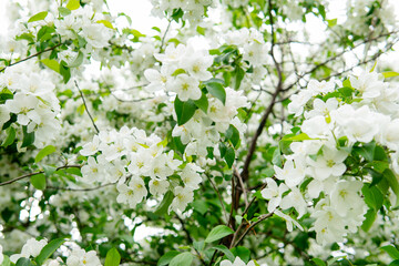 
Flowering in spring - flowers in green leaves