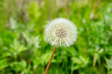 Dandelion in the field