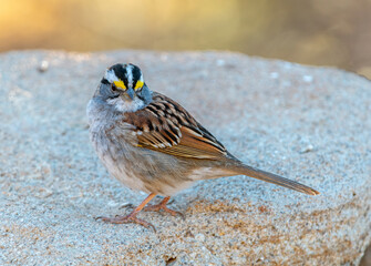 White-throated Sparrow