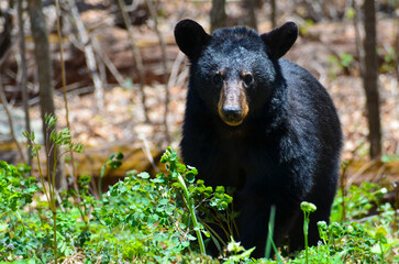 black bear in Shenandoah National park - Virginia - United States