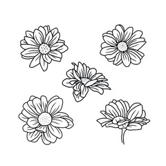 Daisy floral botany sketch set. Camomile vector line art collection