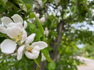 Tender blooming fruit tree, white flowers tree blossom 