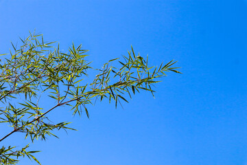 Bamboo leaf with blue sky in summer.