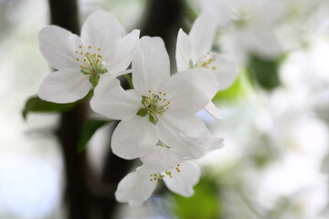 Fototapeta premium white flowers of apple tree against blured background