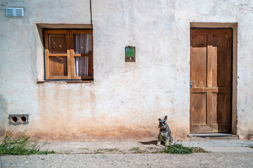 Fototapeta na wymiar dog on the street in front of the house