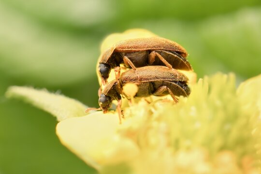 little beetle Byturus ochraceus on a yellow flower