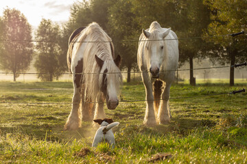 Two Irish Cob horses behind fence wire meeting Jack Russel dog in morning light.