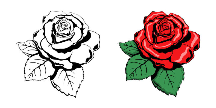 Rose vector illustration. Black and white and color image of a rose for stickers, tattoos, flower design. Coloring.