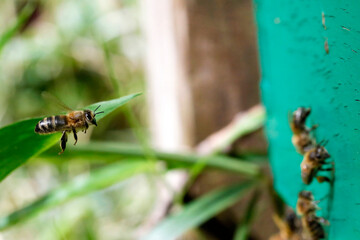 Macro of honeybees in flight carrying pollen to a beehive