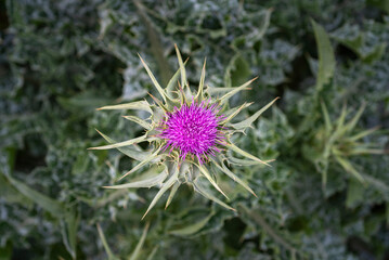 Milk thistle plant