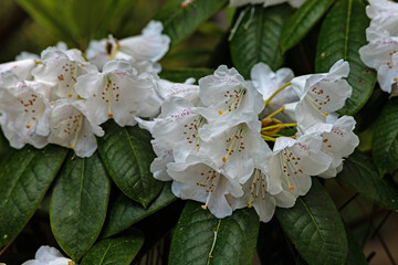 Rhododendron falconeri flowers