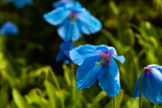 Beautiful Himalayan Blue Poppy