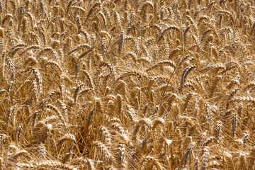 Wheat field illuminated by the morning light