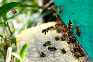 Macro of honeybees in flight carrying pollen to a beehive