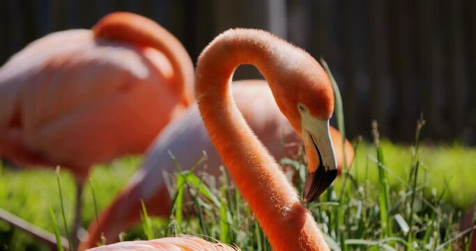 Pink flamingo scratching neck with beak in slow motion
