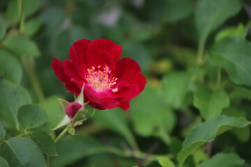 Obraz na płótnie Canvas red rose flower