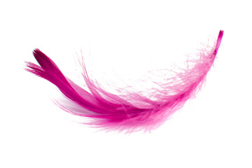 Elegant fluffy bird feather pink isolated on the white background