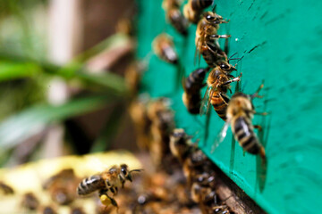 Macro of honeybees in flight carrying pollen to a beehive