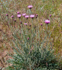 Fototapeta premium Cornflower (lat. Centauréa) is a genus of herbaceous plants of the Aster family