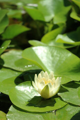 white water lily