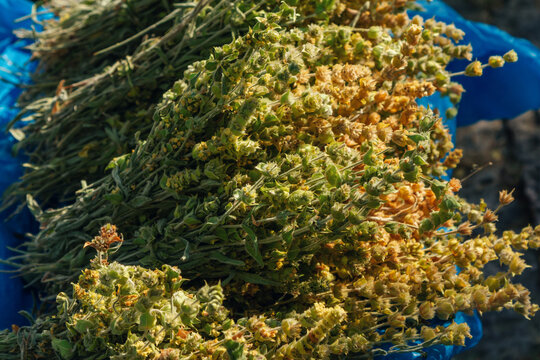 Ironwort Images  Browse 1,384 Stock Photos, Vectors, and Video | Adobe  Stock