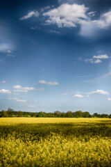 The perfect landscape of fields in a sunny day with perfect clouds in the sky