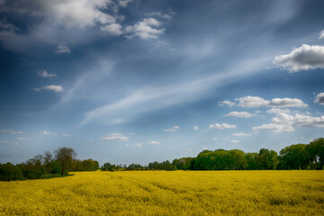 The perfect landscape of fields in a sunny day with perfect clouds in the sky