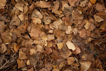 autumn leaves background