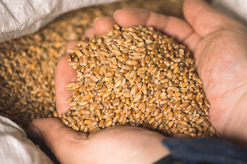 Wheat grains on the hands of a farmer near a sack, food or grain for bread, global hunger crisis...
