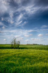 Fototapeta na wymiar The perfect landscape of fields in a sunny day with perfect clouds in the sky
