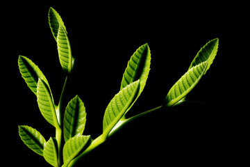 Em botânica, a folha são órgãos das plantas especializados na captação de luz e trocas...