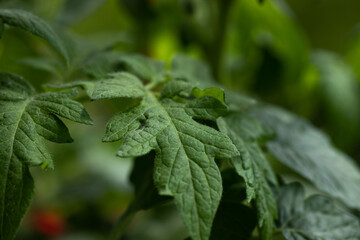 Growing tomato leaf close up © Damian