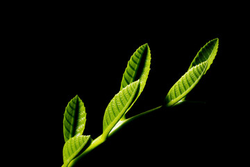 Em botânica, a folha são órgãos das plantas especializados na captação de luz e trocas gasosas com a atmosfera para realizar a fotossíntese, transpiração, gutação e respiração.