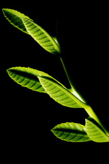 Em botânica, a folha são órgãos das plantas especializados na captação de luz e trocas...