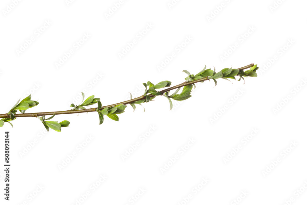 Poster tree branch with young green leaves isolated on white background