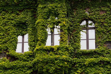 Naklejka premium Old building windows covered by ivy 