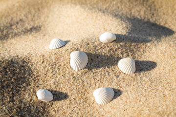 Seashells on sand beach. Background sea sand grains, fine beach sand and shells.