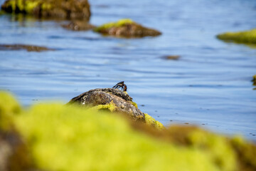 CRAB ON ROCK IN THE BACKGROUND ON A SUNNY DAY WITH THE SEA IN THE BACKGROUND