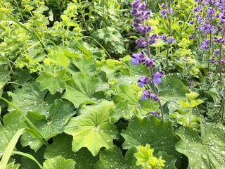 purple cabbage growing in a garden