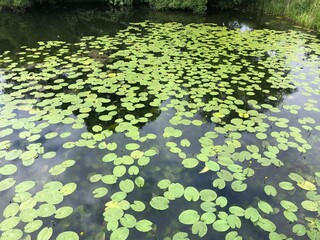 lilies in the pond