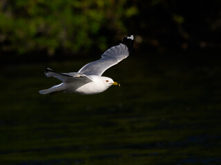 Ring-billed Gull  flying over river on dark green background