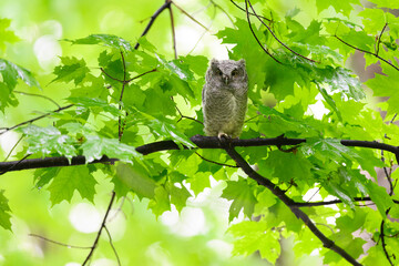 Eastern Screech Owl owlet fledgling sitting on a tree branch on rainy morning in spring  