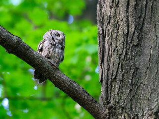 Eastern Screech Owl sitting on tree branch in spring, portrait